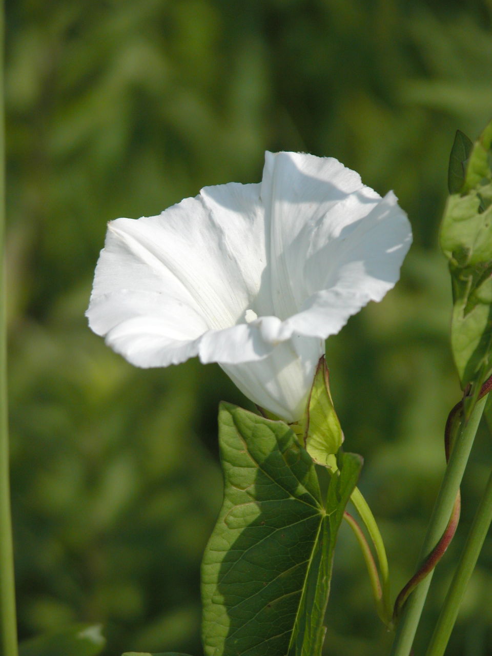 Field Bindweed