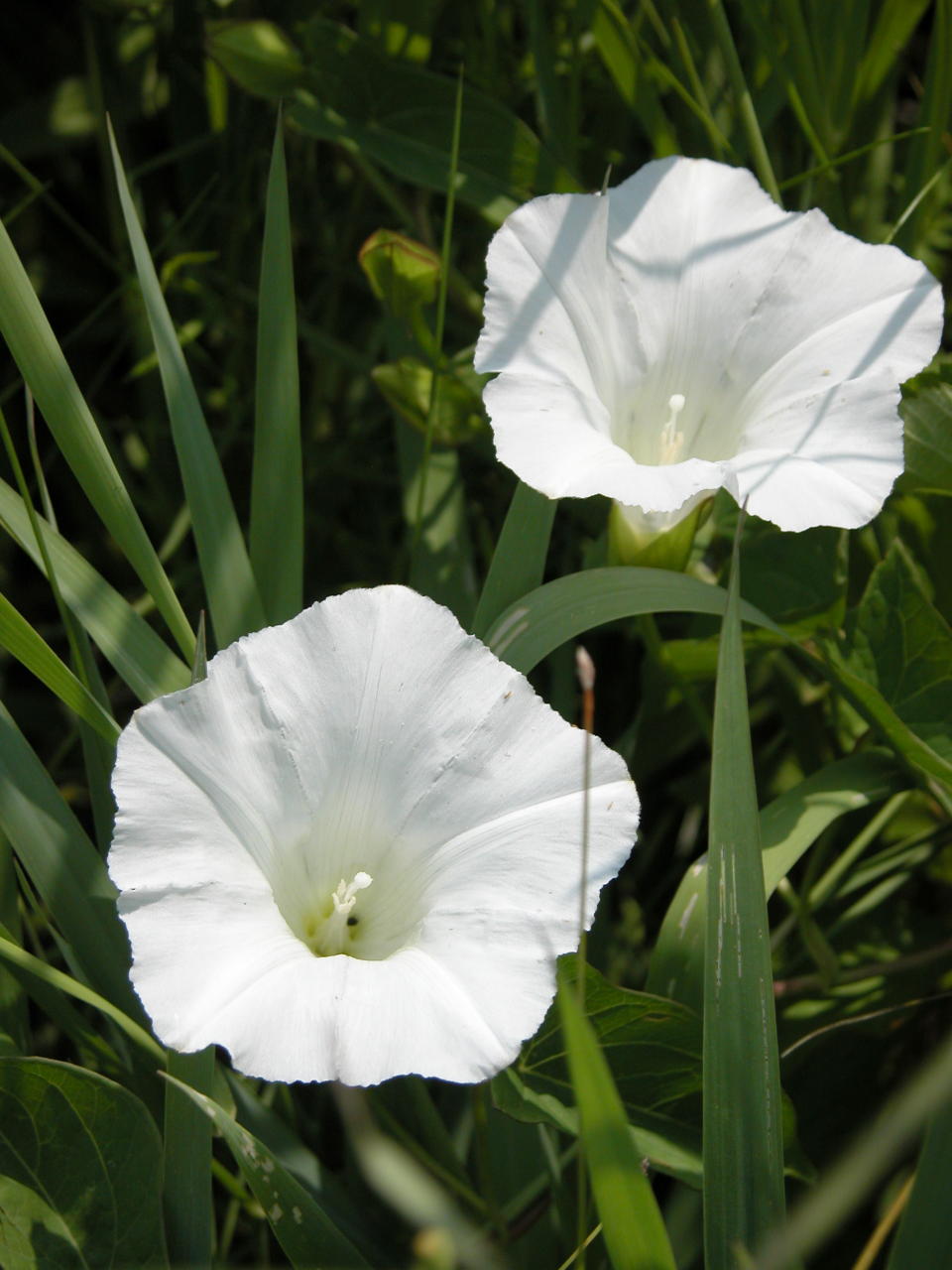 Field Bindweed