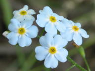 True Forget-Me-Not