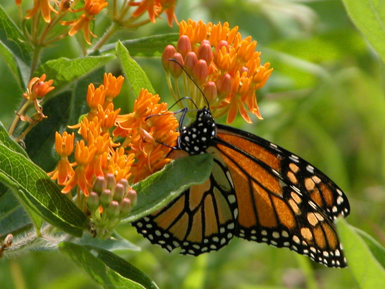 Monarch Butterfly on Butterfly Milkweed