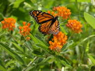 Monarch Butterfly on Butterfly Milkweed