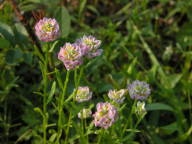 Blood Milkwort