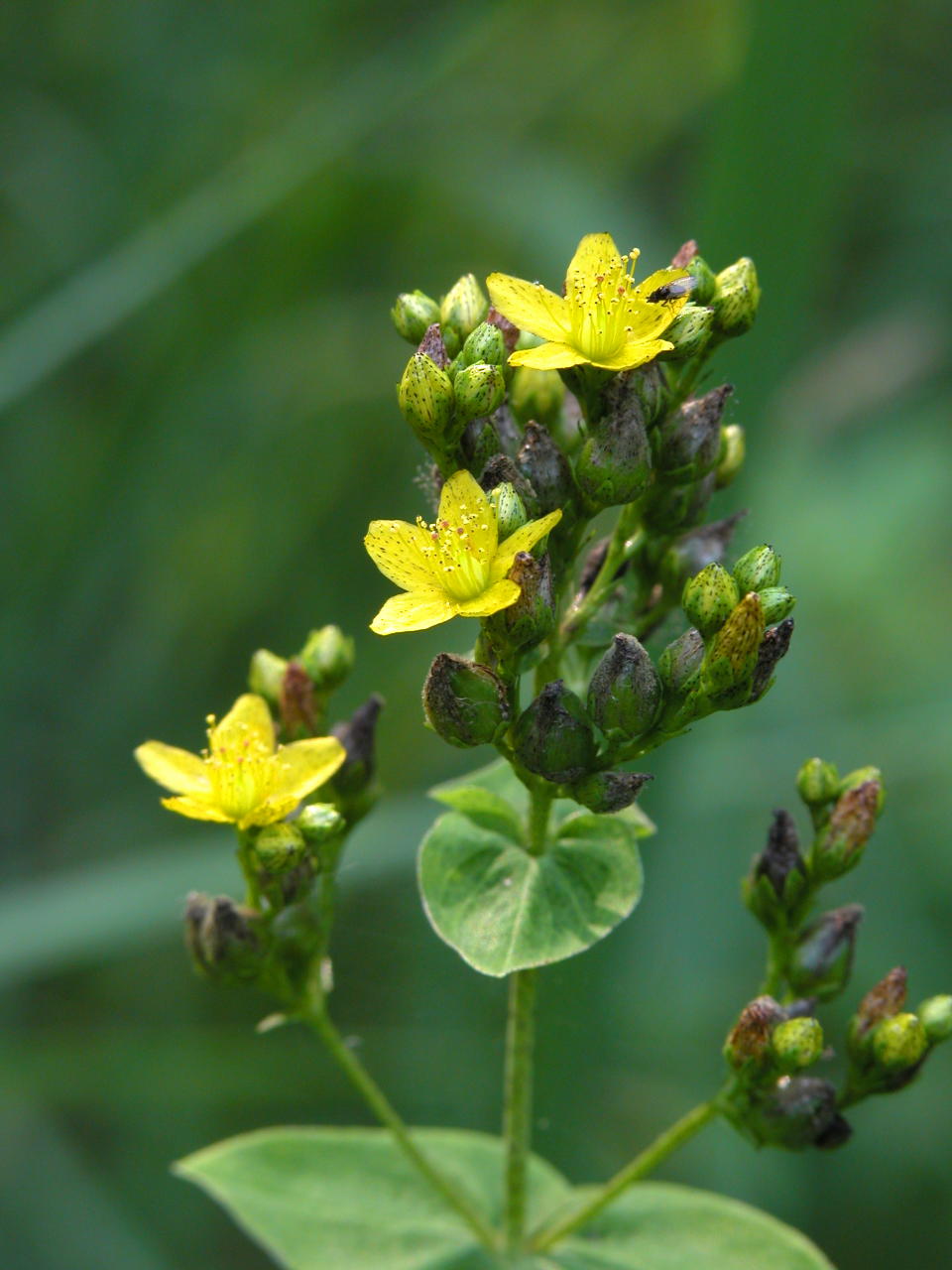 Spotted St. John's Wort