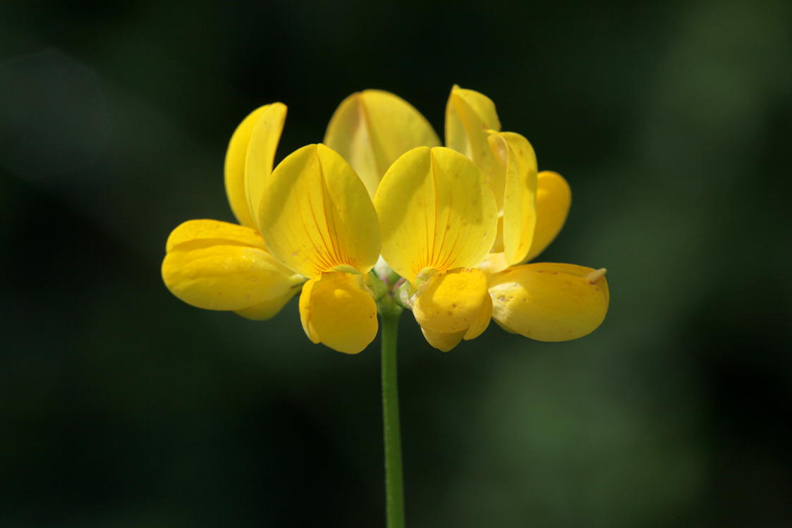 Bird's Foot Trefoil