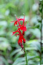 Cardinal Flower