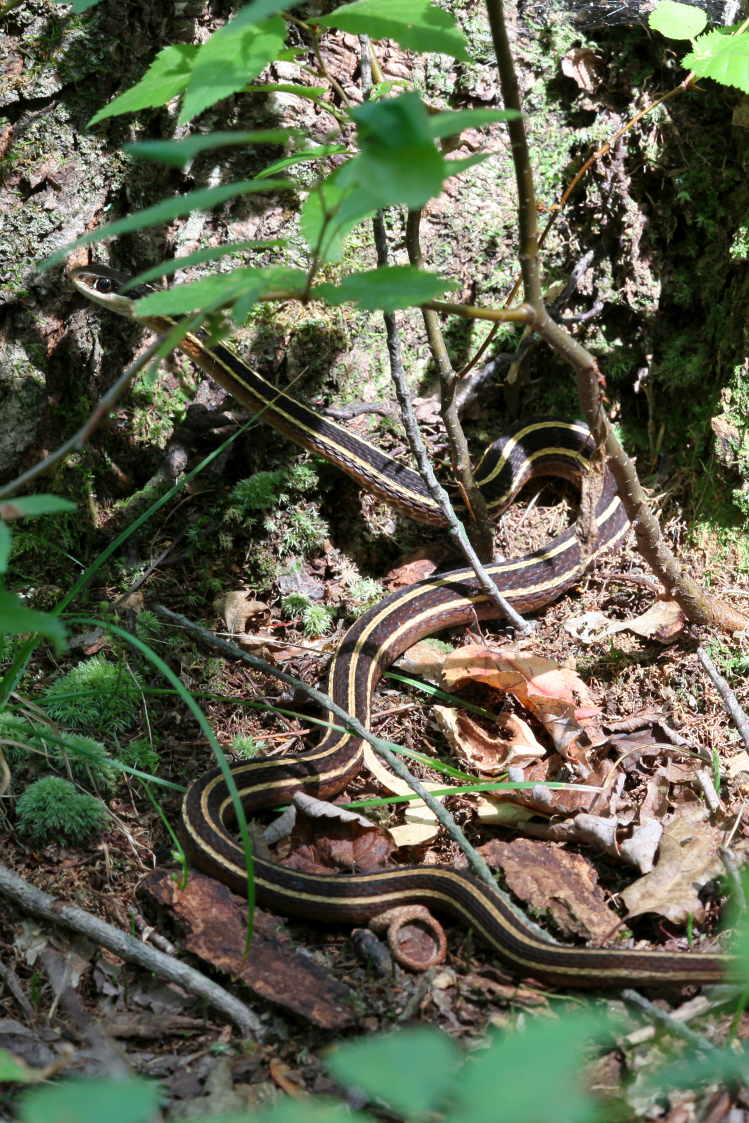 Eastern Ribbon Snake