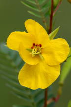 Partridge Pea