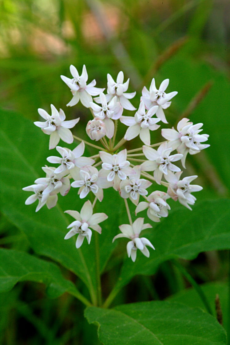 Four-Leaved Milkweed