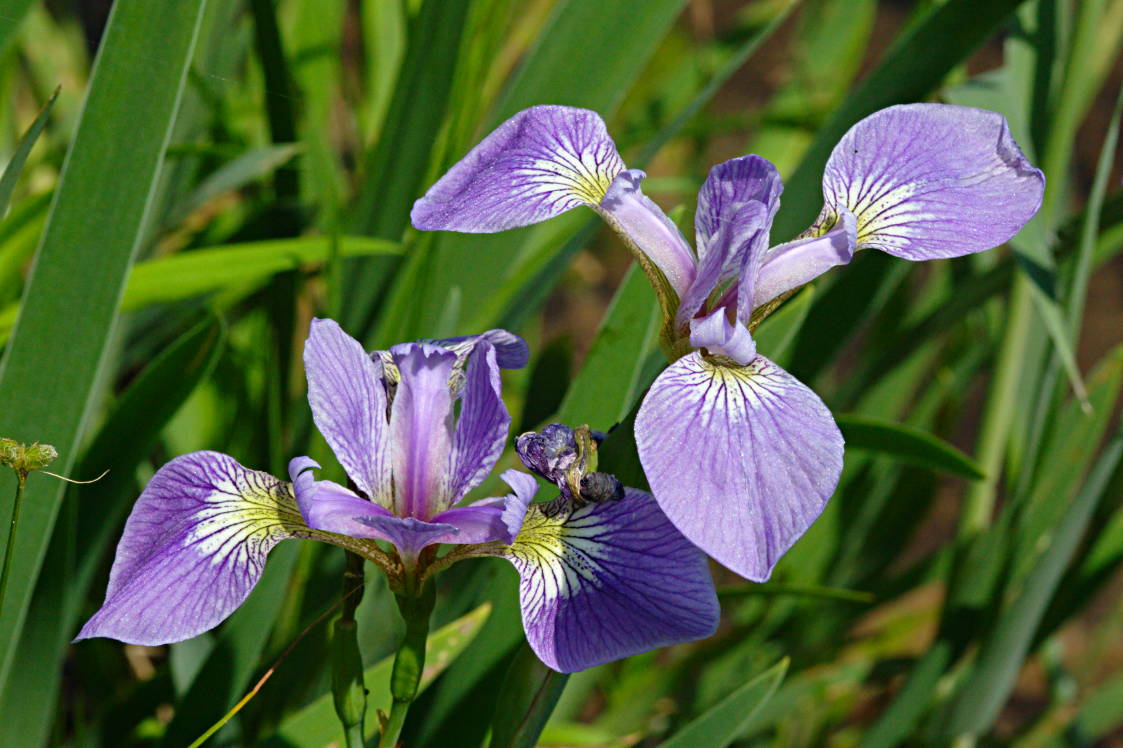 Northern Blue Iris