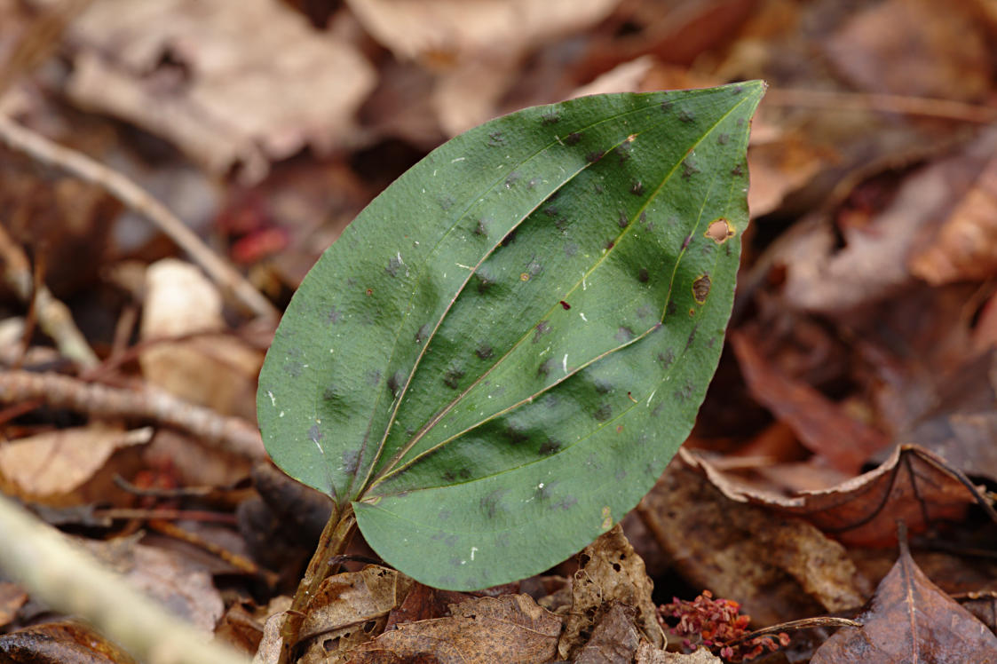 Cranefly Orchid