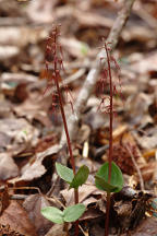 Southern Twayblade