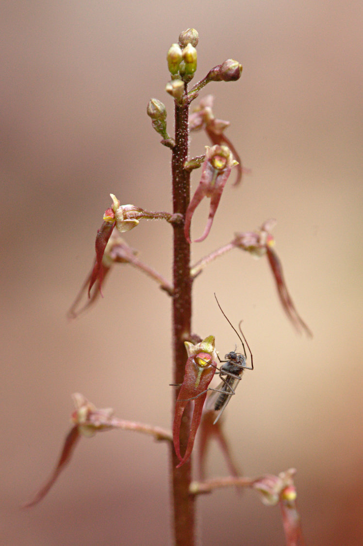 Southern Twayblade