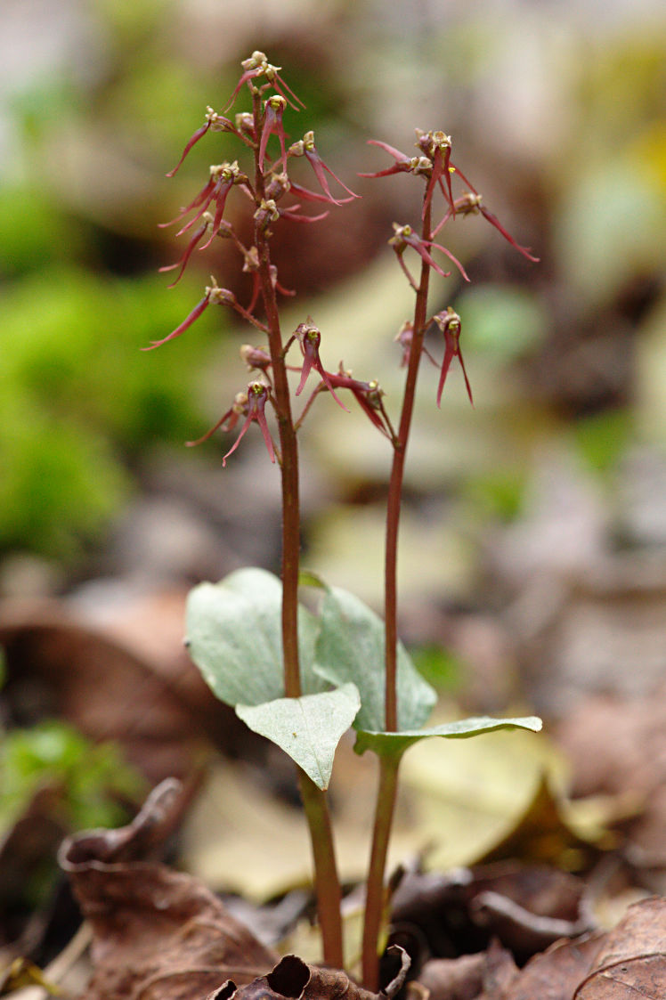 Southern Twayblade