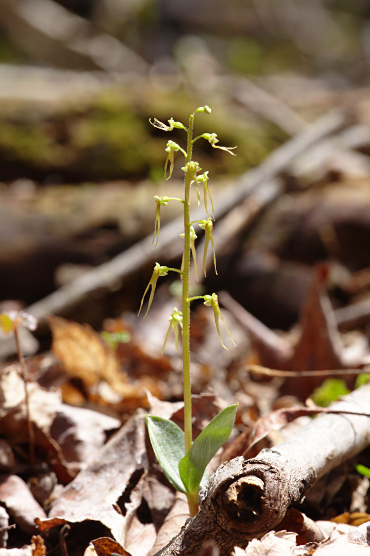 Green-Flowered Southern Twayblade