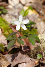 Wood Anemone