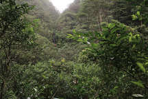 Rainforest