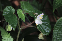 Brazilian Begonia