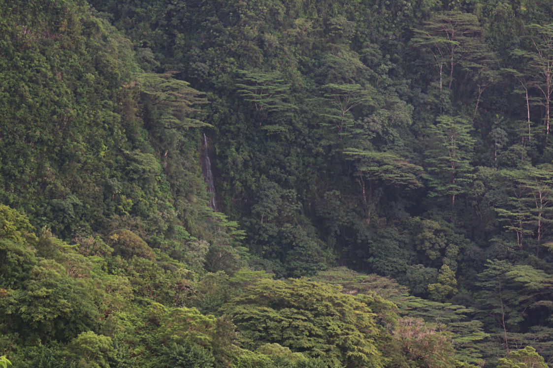 Manoa Falls