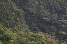 Manoa Falls