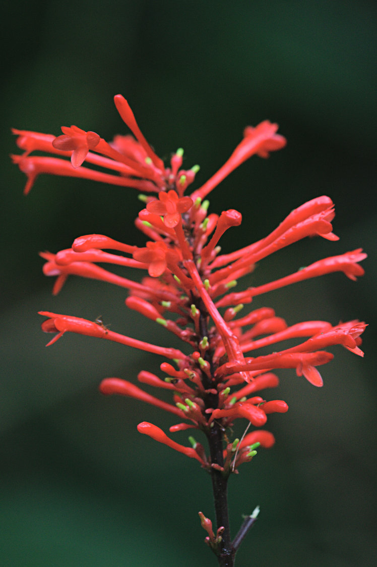 Red Flowers