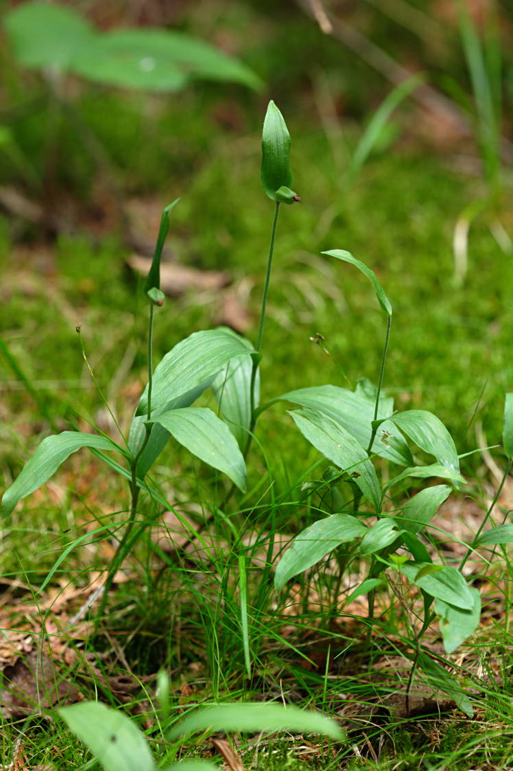 Ram's Head Lady's Slipper