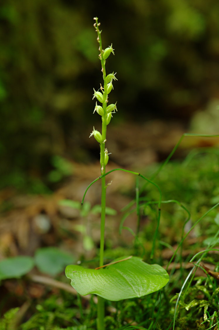 White Adder's Mouth