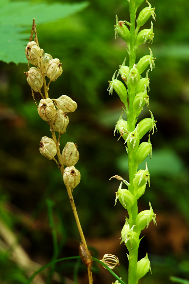 White Adder's Mouth