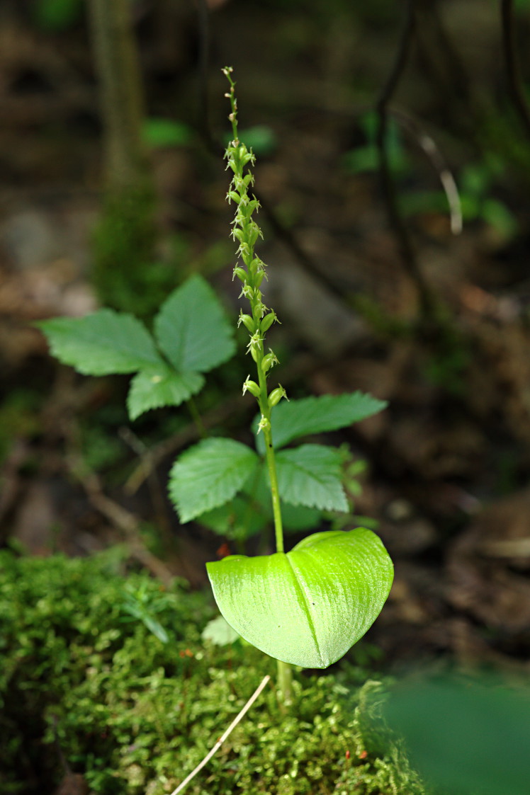 White Adder's Mouth