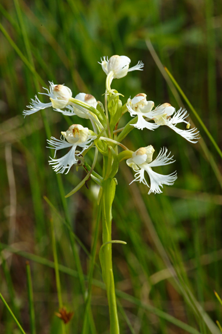 Eastern Prarie Fringed Orchid