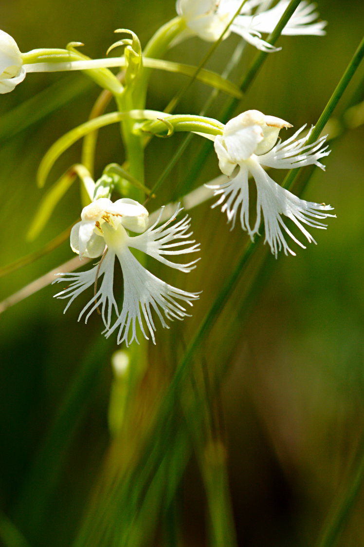 Eastern Prarie Fringed Orchid