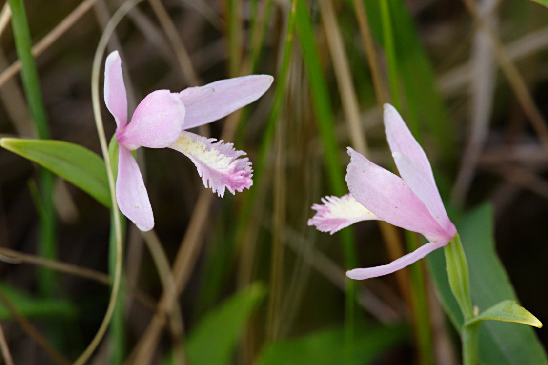 Rose Pogonia