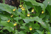 Northern Small Yellow Lady's Slipper