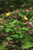 Large Yellow Lady's Slipper