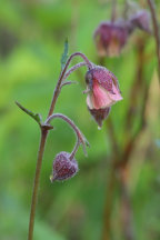 Water Avens