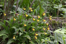 Northern Small Yellow Lady's Slipper