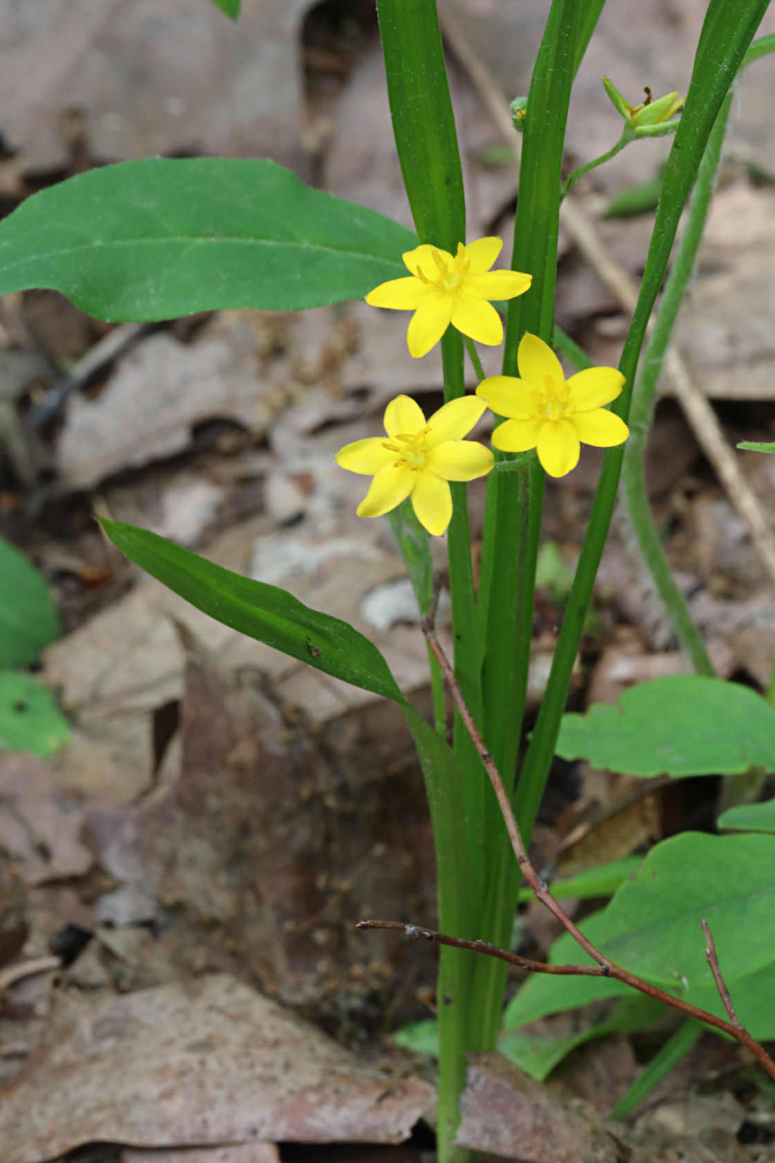 Yellow Stargrass