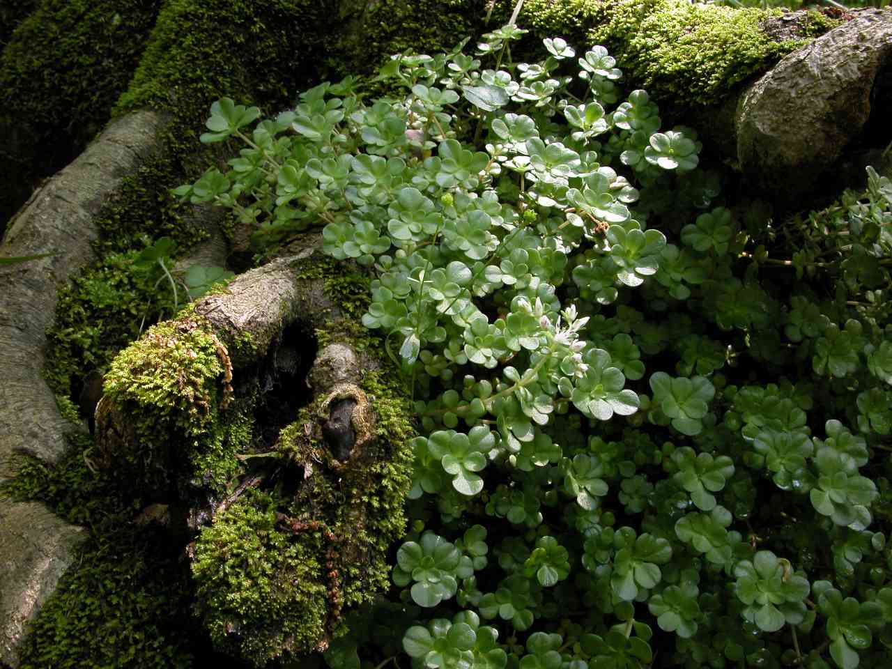 Wild Stonecrop