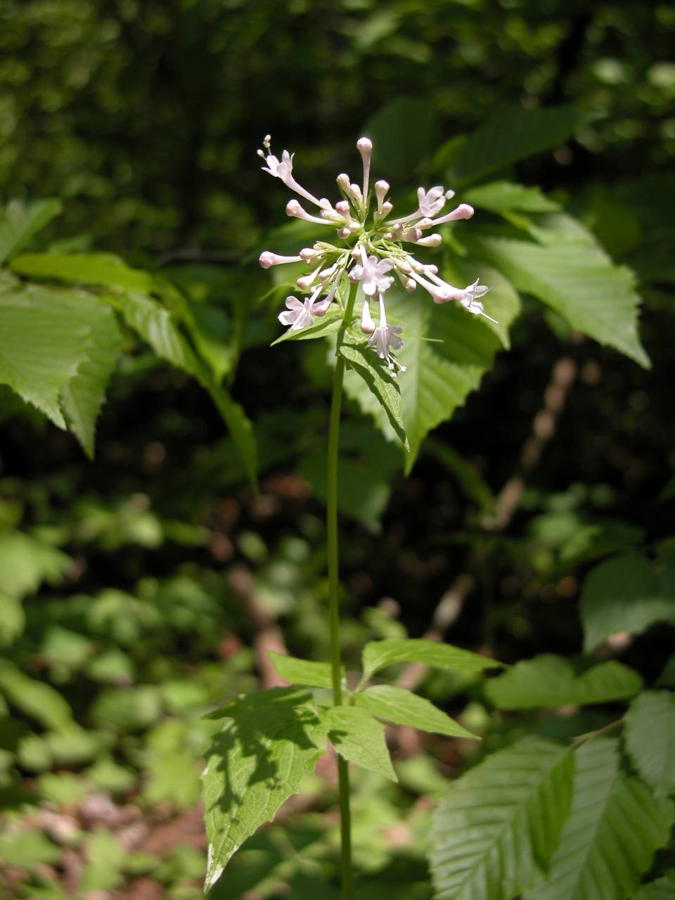 Large-flowered valerian