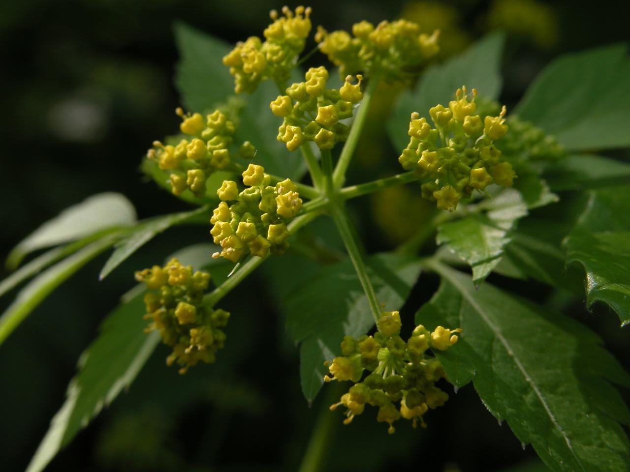 Unidentified flowering shrub 