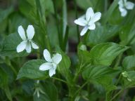 Striped white violet