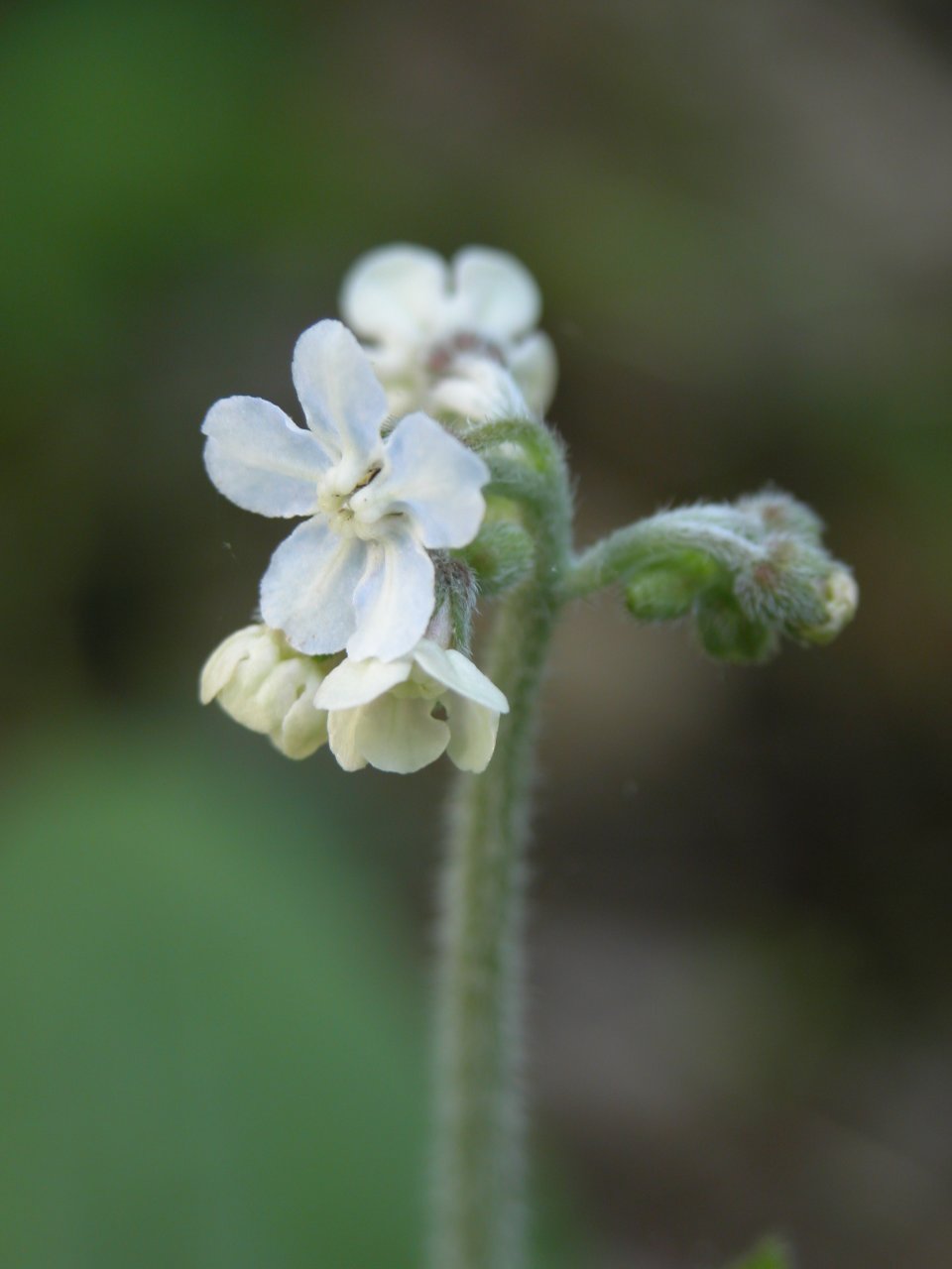 Wild comfrey