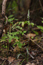 Northern Oval Ladies' Tresses