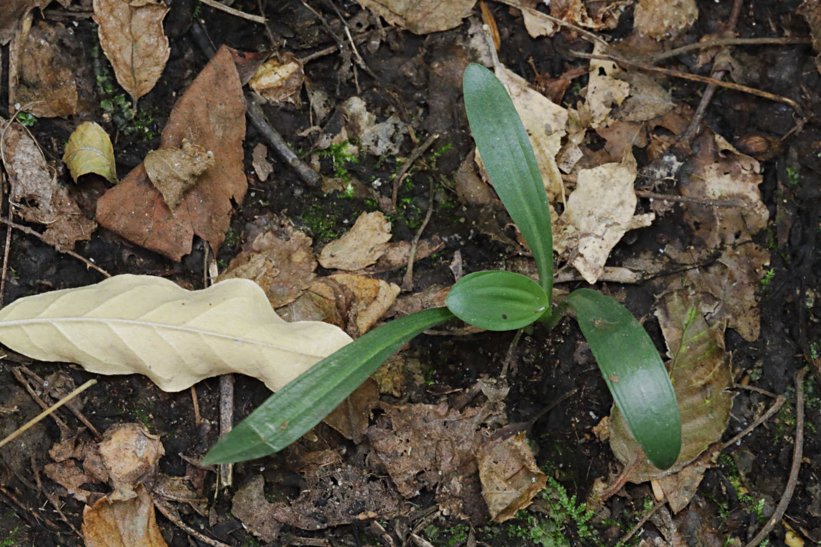 Northern Oval Ladies' Tresses