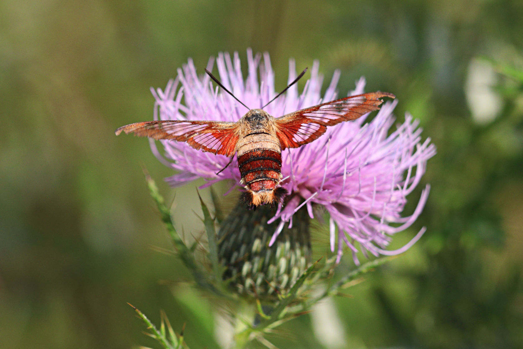 Hummingbird Clearwing Moth on Field Thistle