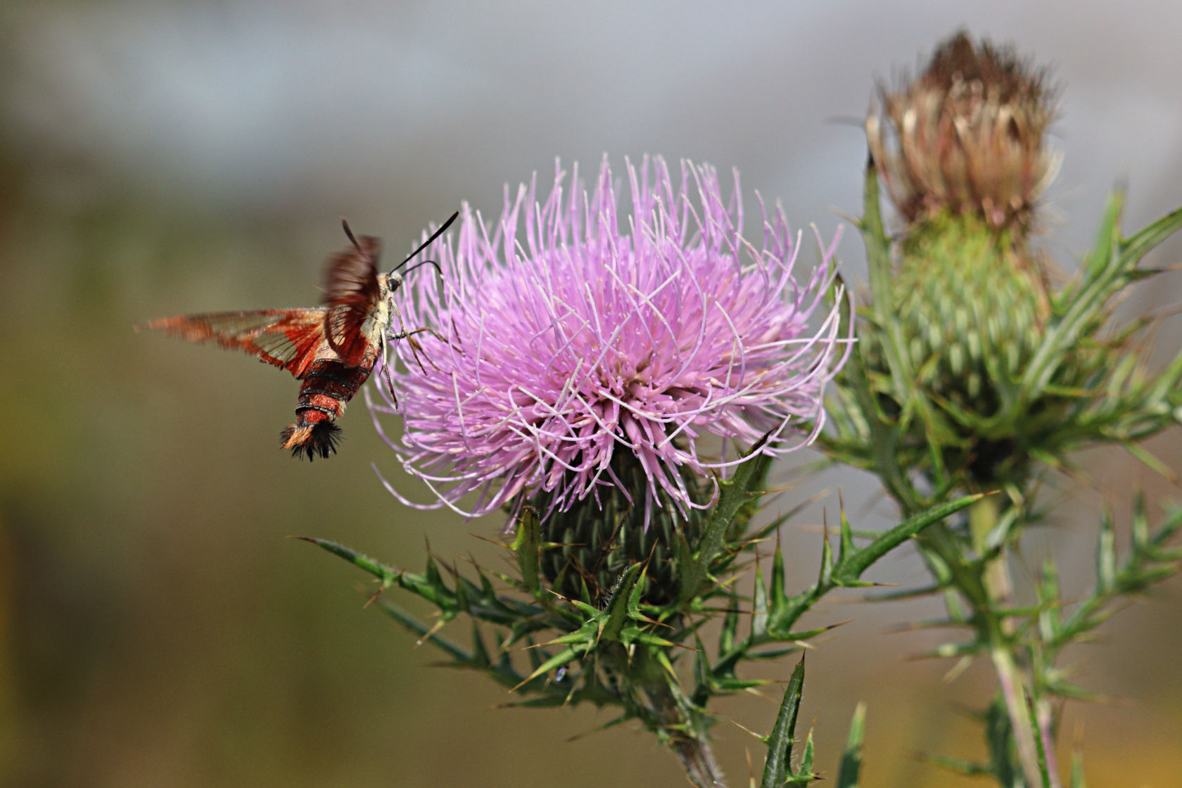 Hummingbird Clearwing Moth on Field Thistle