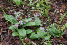 Showy Orchid