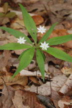 Starflower