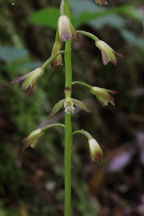 Puttyroot