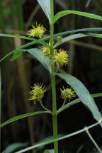 Swamp Loosestrife