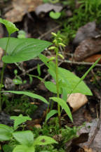 Early Coralroot